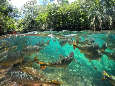 Flutuação no Rio Formoso — Grande quantidade de peixes